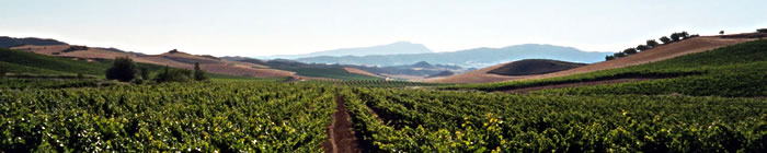 Chilean vineyards